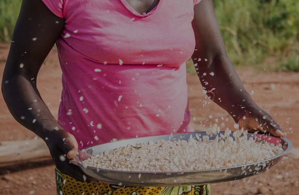 Talian Grain Millers Uganda, Kampala Maize and Cassava Milling, Food Processing & Farming, Suppliers of Maize Flour & Cassava Flour, Suppliers of Flour Milling Machinery for Maize, Wheat, Cassava, & Rice, Talian Company Uganda