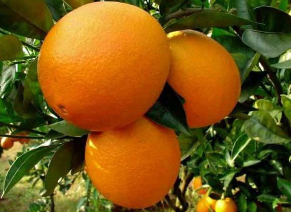 Emiteesa Investments Uganda Limited Kampala Uganda Fruit Seedlings