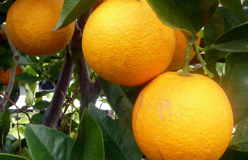 Emiteesa Investments Uganda Limited Kampala Uganda Fruit Seedlings