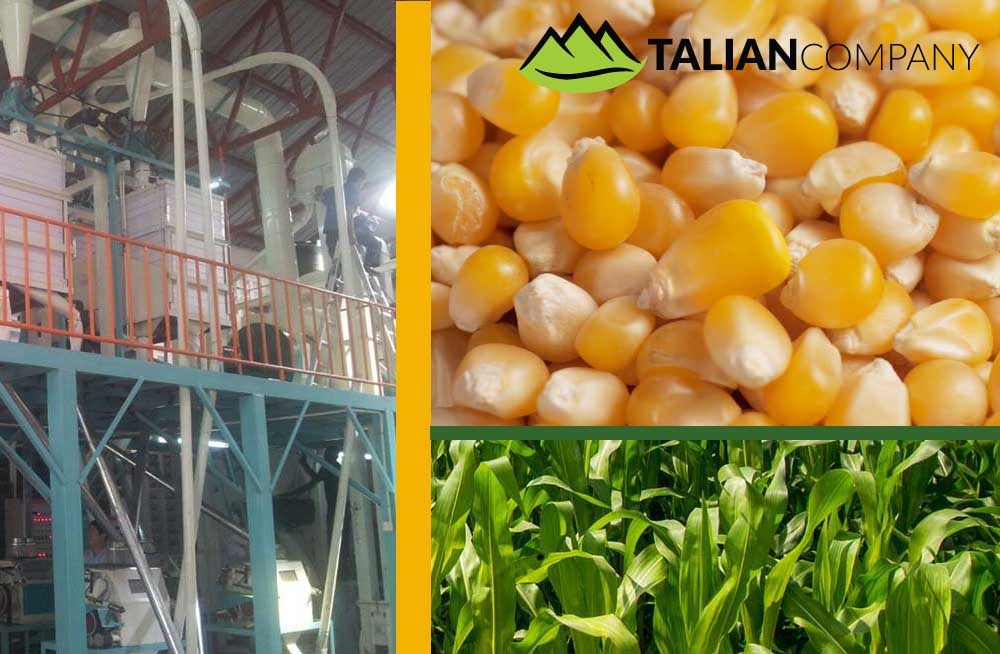 Talian Company Ltd, Kampala Uganda Talian Grain Millers Grain