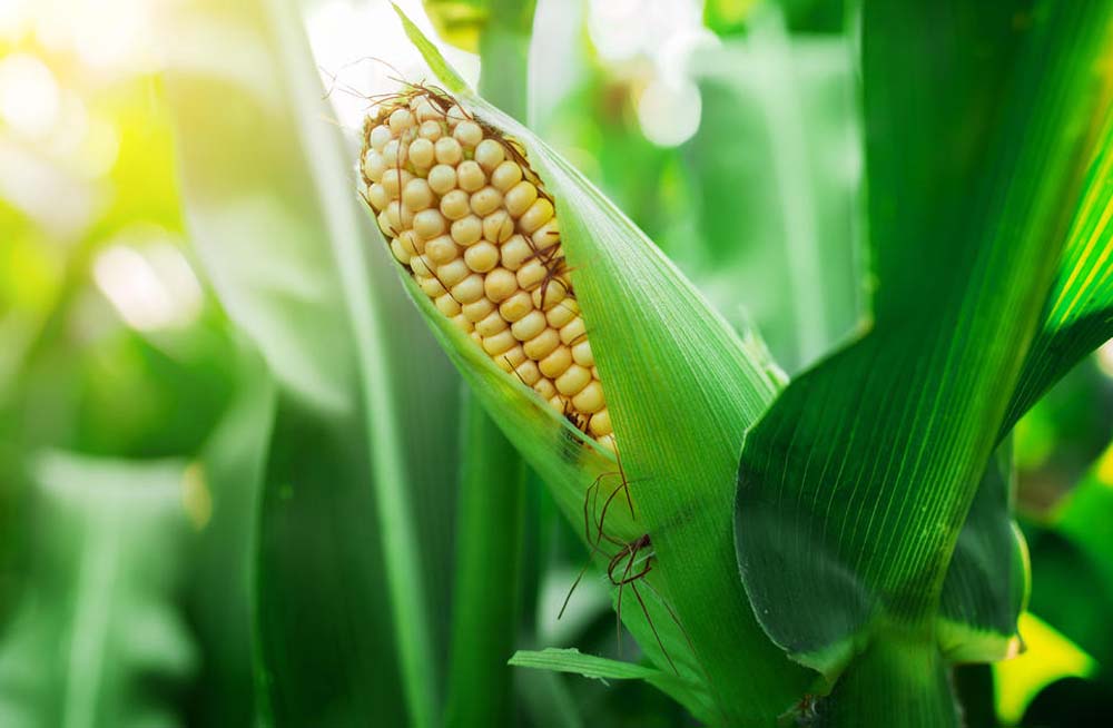 Talian Grain Millers Uganda, Maize Processing, Maize & Cassava Flour, Agro Processing of Cassava & Maize, Sorghum Grower, Talian Company Uganda Factory in Mukono
