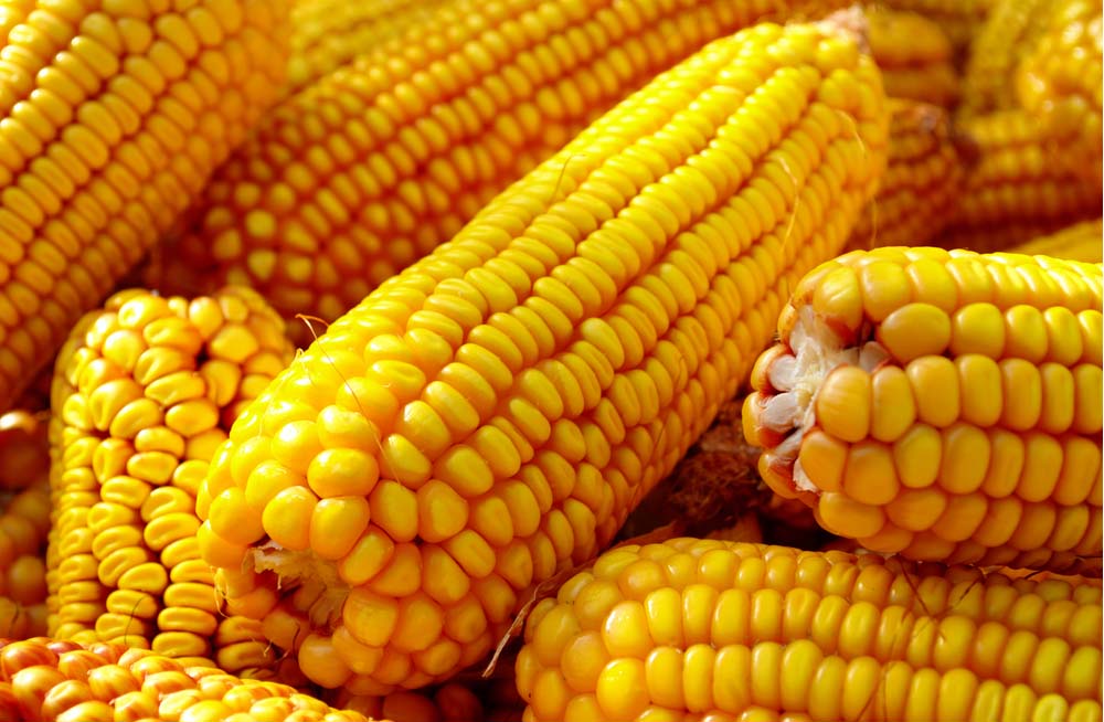 Talian Grain Millers Uganda, Maize Processing, Maize & Cassava Flour, Agro Processing of Cassava & Maize, Sorghum Grower, Talian Company Uganda Factory in Mukono