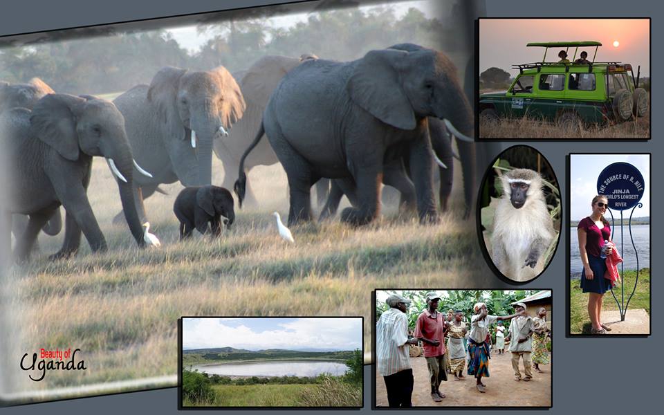 1000 Shades of Green Tour and Safaris Uganda, Gorilla Tracking, Chimpanzee Tracking, Mountaineering, White Water Rafting, Wildlife Viewing, Birding, Honeymoon, Culture & Nature Tours, Primate Safaris, Kigali Rwanda & Kampala Uganda