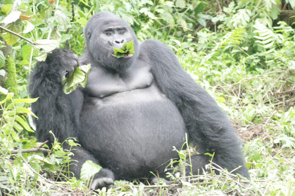 1000 Shades of Green Tour and Safaris Uganda, Gorilla Tracking, Chimpanzee Tracking, Mountaineering, White Water Rafting, Wildlife Viewing, Birding, Honeymoon, Culture & Nature Tours, Primate Safaris, Kigali Rwanda & Kampala Uganda