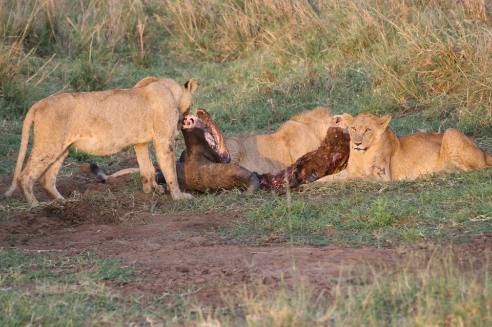 1000 Shades of Green Tour and Safaris Uganda, Gorilla Tracking, Chimpanzee Tracking, Mountaineering, White Water Rafting, Wildlife Viewing, Birding, Honeymoon, Culture & Nature Tours, Primate Safaris, Kigali Rwanda & Kampala Uganda