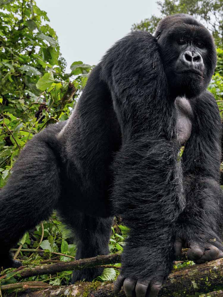 Top Attractions Democratic Republic of the Congo/DRC. Democratic Republic of the Congo/DRC Leading Tourist Attractions. Holiday Tours And Travel. Ugabox.com