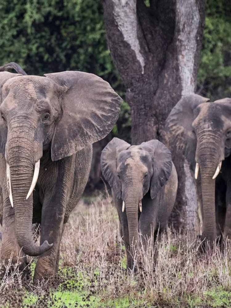 Top Attractions Zambia. Zambia Leading Tourist Attractions. Holiday Tours And Travel. Ugabox.com