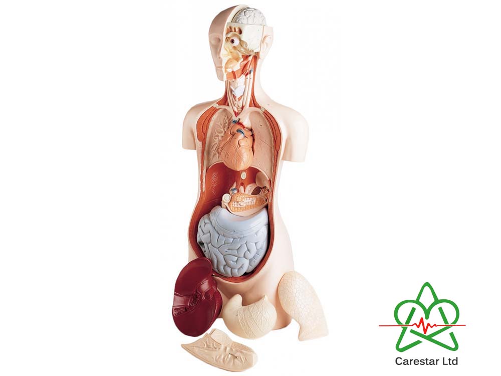 Anatomical Medical Training Models for Sale in Kampala Uganda. Medical Training Models/Dummies in Uganda, Medical Supply, Medical Equipment, Hospital, Clinic & Medicare Equipment Kampala Uganda, CareStar Ltd Uganda, Ugabox