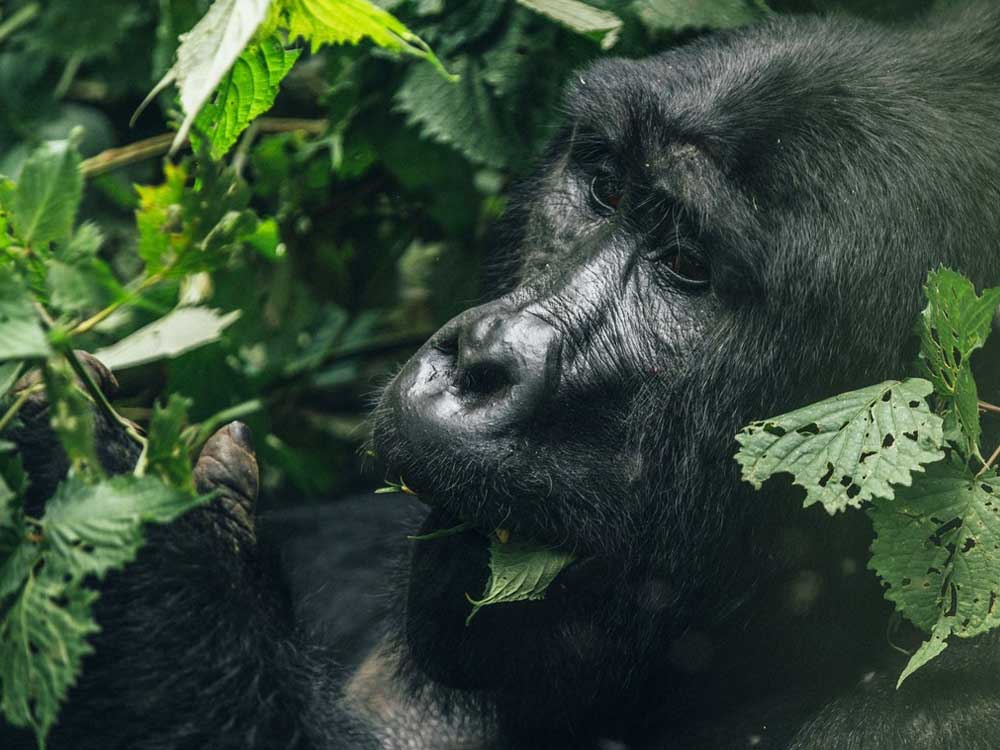 Ruzogo Safari Lodge Uganda