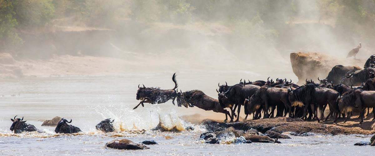 Visit Tanzania. Discover the Serengeti's endless plains, climb Mt.Kilimanjaro, and explore Zanzibar's stunning beaches. Experience Tanzania's incredible wildlife, vibrant culture, and breathtaking landscapes.  Africa Safaris. Africa Tours And Travel. Ugabox.com